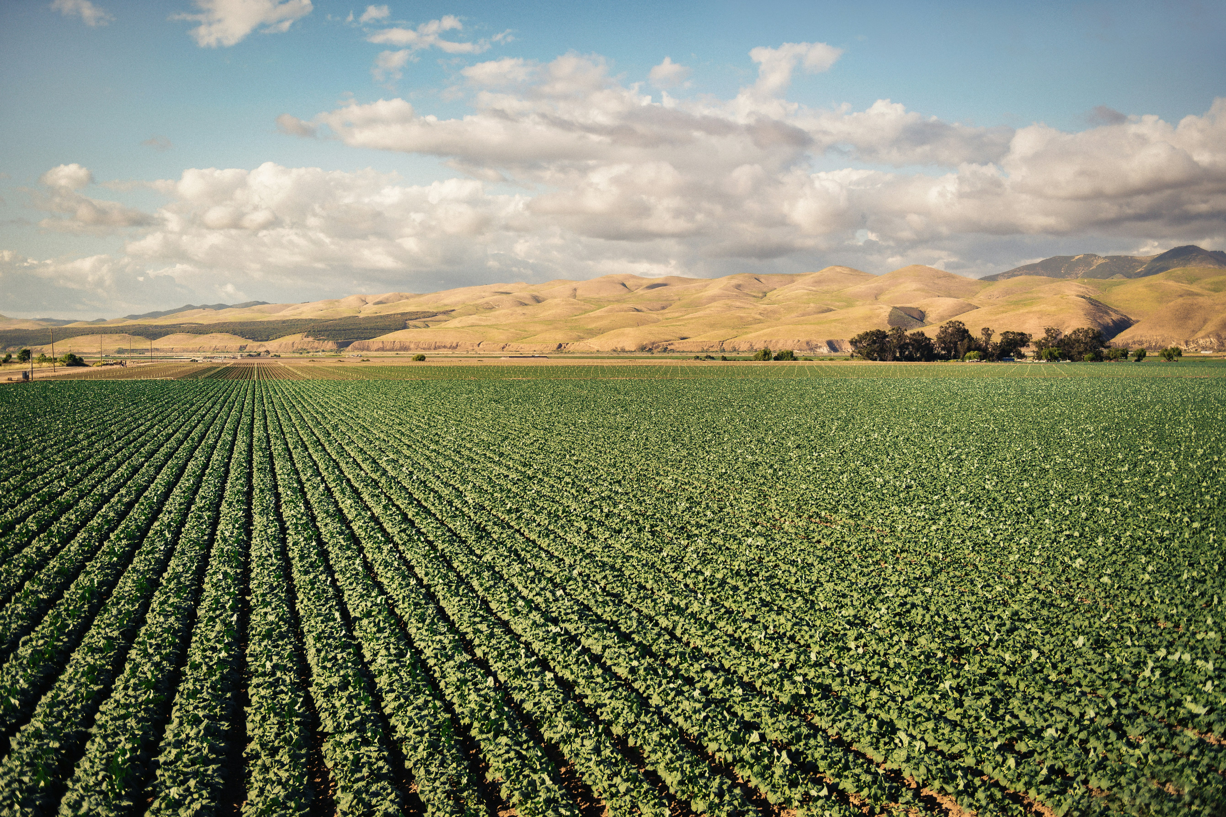 Rows of green crops stretching toward golden hills under a partly cloudy sky.