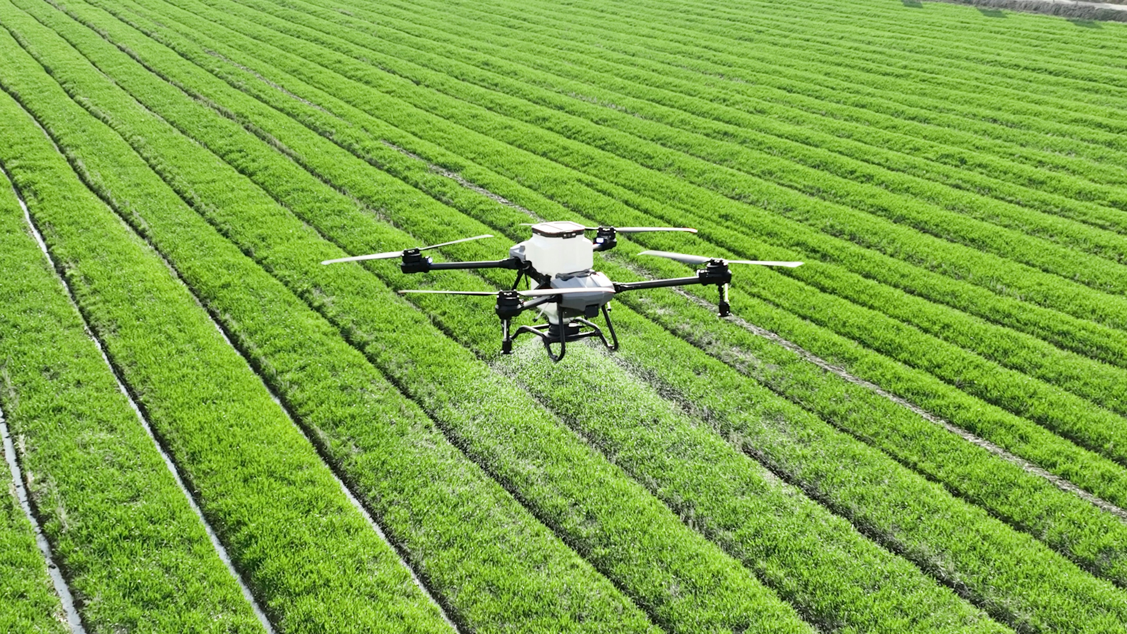 Agricultural spray drone flying low over rows of a green crop field.