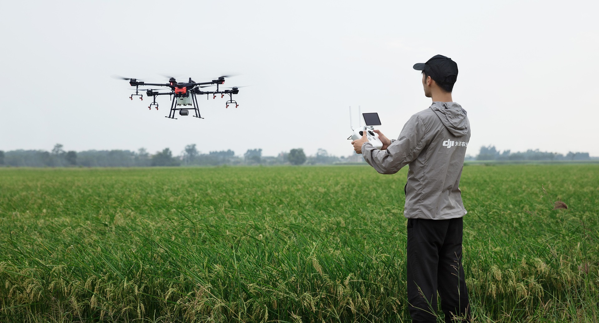 A man operating a spray drone in a rice field
